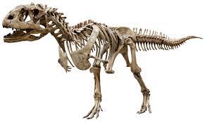 dinosaur bones