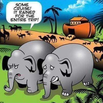 elephants coming out of ark