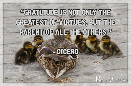 Gratitude Cicero